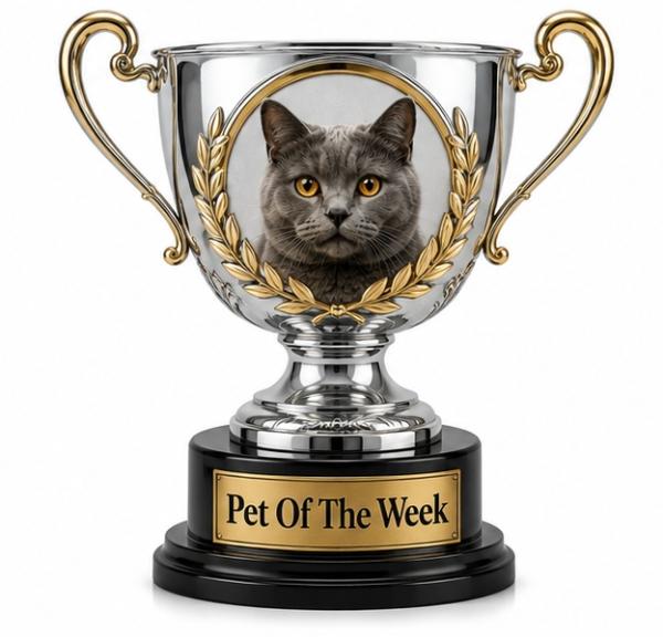 a pet of the week award